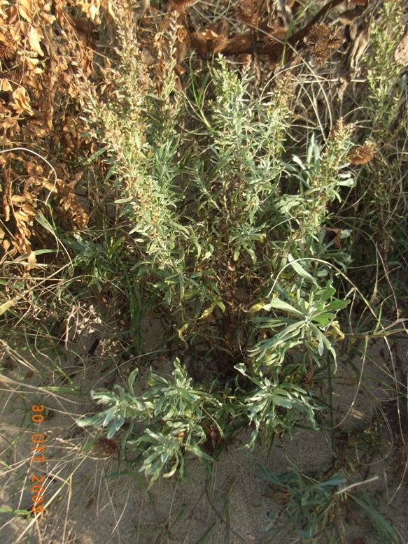 Artemisia caerulescens